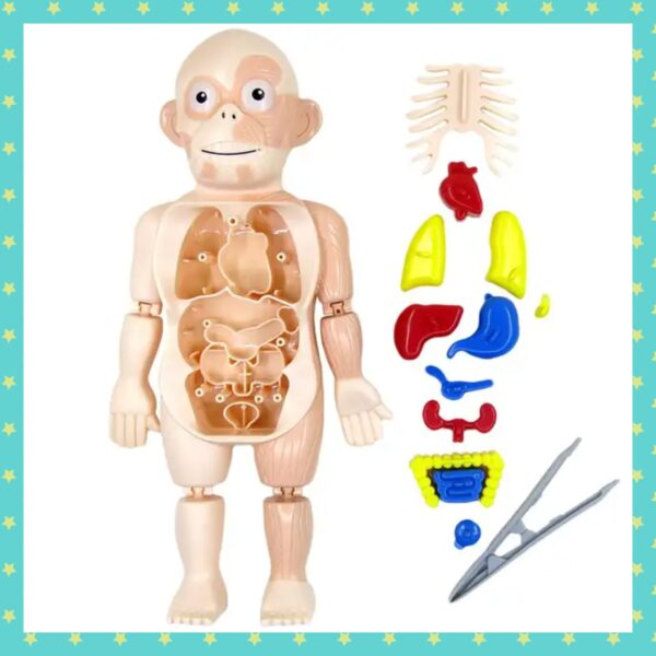 13Pcs Set Montessori Toys Children Science Education Human Body Organ Anatomy Model DIY Assembled Medical Toys Teaching Tools