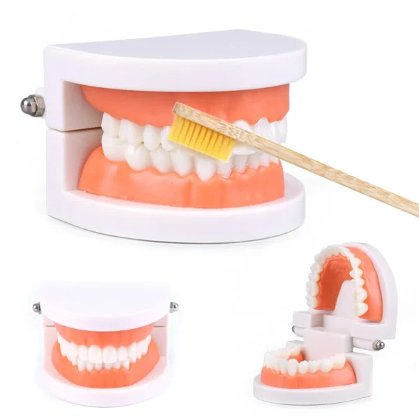 Montessori Educational Toys For Children Early Learning Kids Intelligence Brushing Tooth Teaching Aids Simulated Practical LifeT